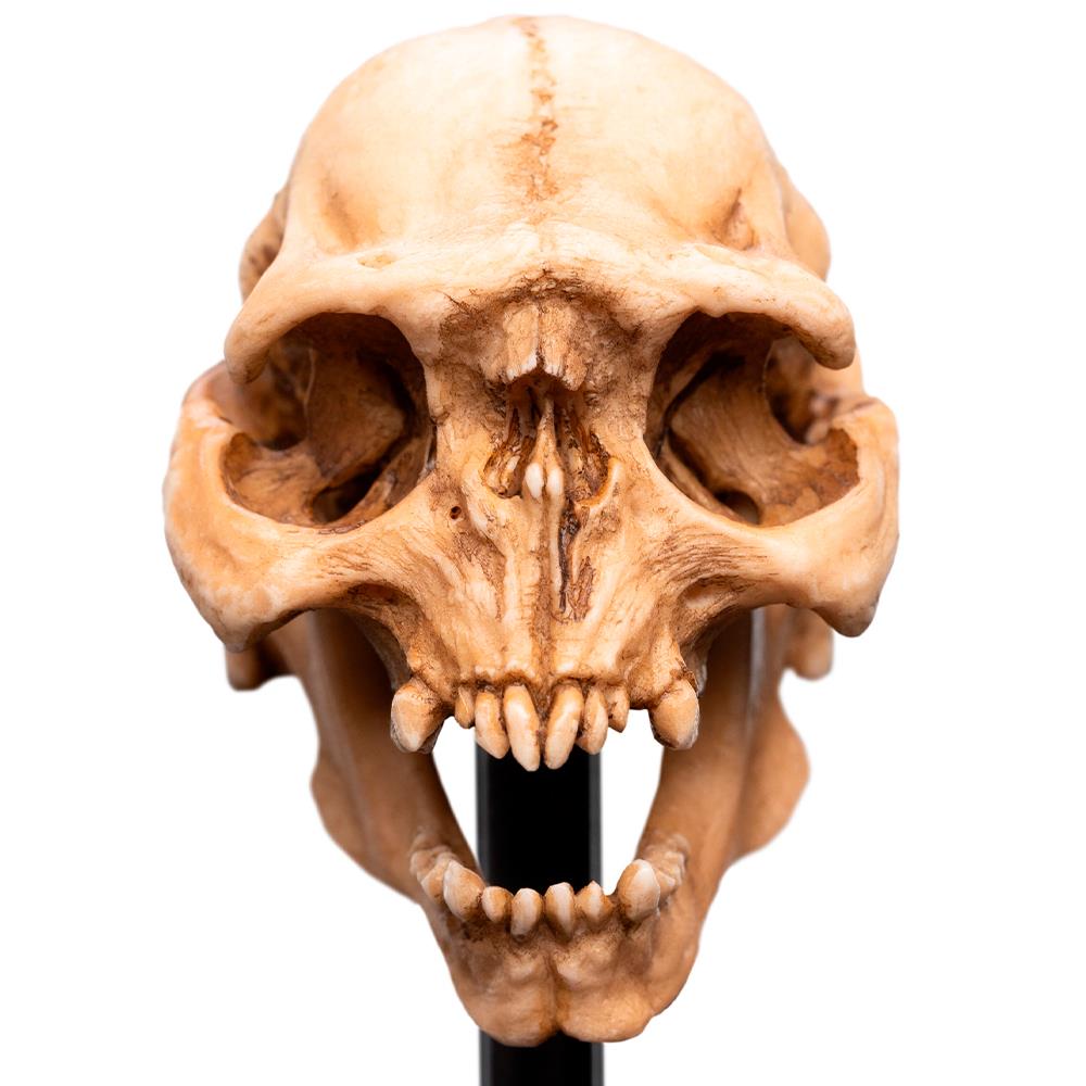 Weta Workshop Lord of the Rings - Skull of a Moria Orc Minuature