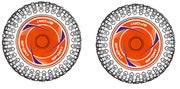 Tire & Wheel Front Orange (2)