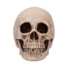 Craniology Decorative Resin Skull