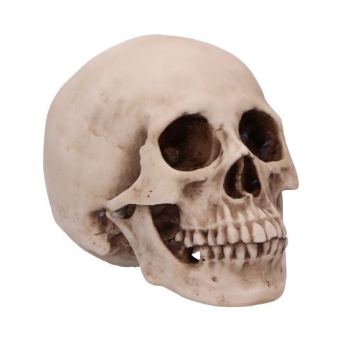 Craniology Decorative Resin Skull