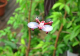 H107CHD X4 Mini 70x70mm, HD-Camera
