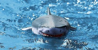 Shark Speed Båd 2 i 1