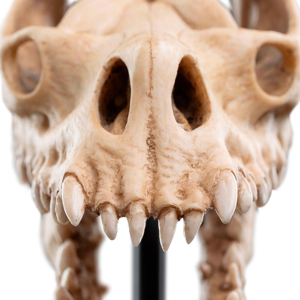 Weta Workshop Lord of the Rings - Skull of a Fell Beast Minuature