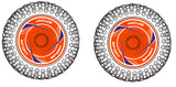 Tire &amp; Wheel Rear Orange (2)