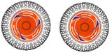 Tire &amp; Wheel Rear Orange (2)