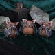 Nemesis Now Three Wise Bats Figurines 8.5cm
