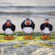 Three Wise Puffin Figurines