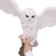 Snowfall - Majestic owl in winter scene
