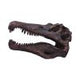 Spinosaurus Skull Resin Replica