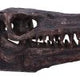 Archaeopteryx Skull Decorative Resin Replica