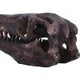 Archaeopteryx Skull Decorative Resin Replica