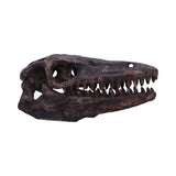 Archaeopteryx Skull Decorative Resin Replica