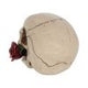 Rose From the Dead Skull Ornament 15cm