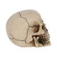 Rose From the Dead Skull Ornament 15cm