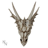 The Last Dragon Skull Realistic Reptile Skeleton Head
