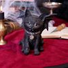 Cat Pack Offer