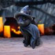 Vampuss 16cm Black Bat Cat Figurine