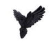 Flight of the Raven Wall Hanging Decoration