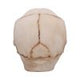 Eyes Wide Open (Pink) Decorative Resin Skull