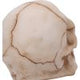 Eyes Wide Open (Green) Decorative Resin Skull
