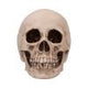 Craniology Decorative Resin Skull