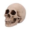 Craniology Decorative Resin Skull