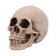 Craniology Decorative Resin Skull