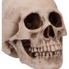 Craniology Decorative Resin Skull