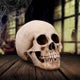 Craniology Decorative Resin Skull