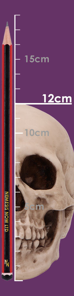 Craniology Decorative Resin Skull