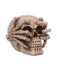 Electro (Medium) (Pack of 6)