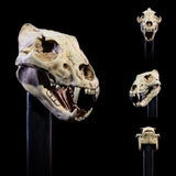 Mythic Legions: All Stars 6 Action Figure Accessorys Undead Heads Pack